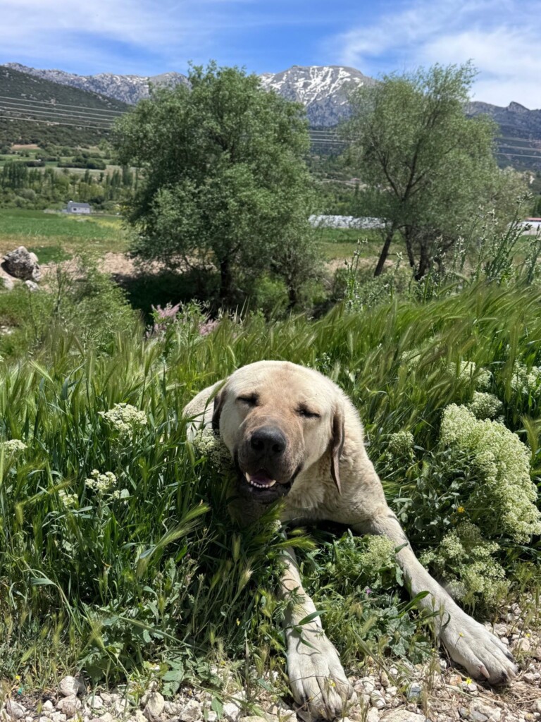 Cómo ahorrar en comida ayuda a George a salvar perros callejeros en Turquía

